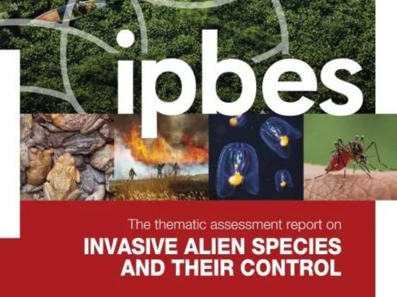 Tackling Invasive Alien Species: Traditional Wisdom to Heed