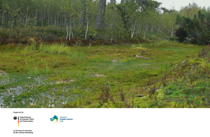 National peatland strategies and peatland restoration opportunities for climate action