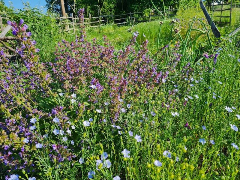 Mit, mikor vetünk szabadföldbe és hogyan?