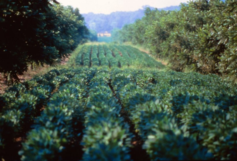 Global Survey: Agroforestry Capacity Needs Assessment