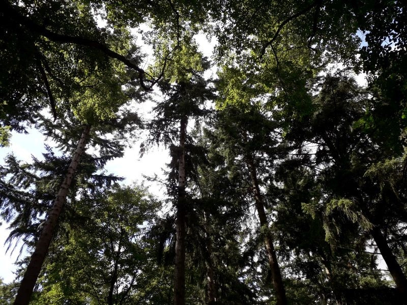 Uncovering continuous cover forestry