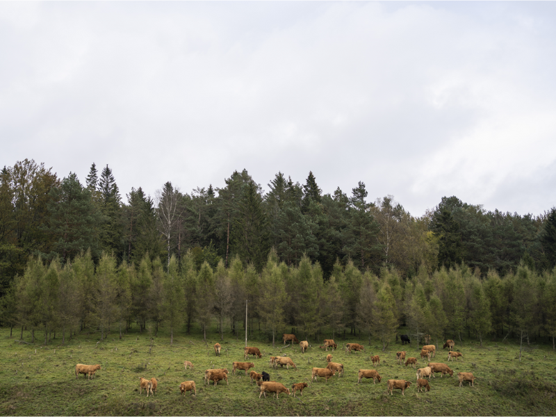 Agromix policy workshop: Solutions for the CEE region