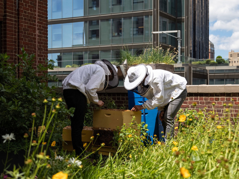 In order to attain a better quality of life - The urban ecosystems