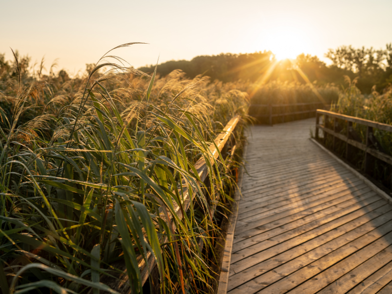 Floodplain restoration achieves multiple objectives in Austria