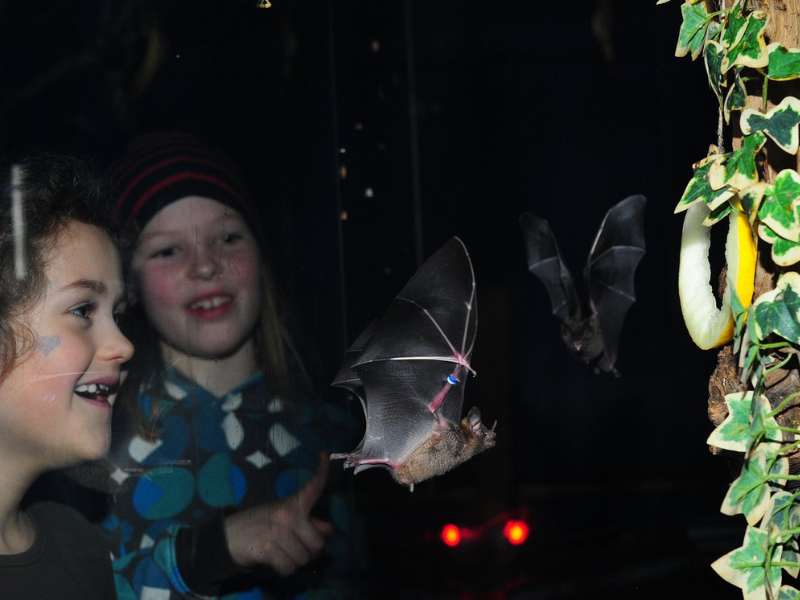 Bat-friendly approach supports biodiversity in Schleswig Holstein