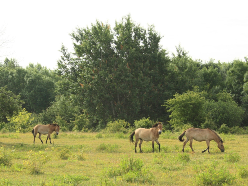 How do prezewalski’s horses and water buffalos help urban development in Leipzig?