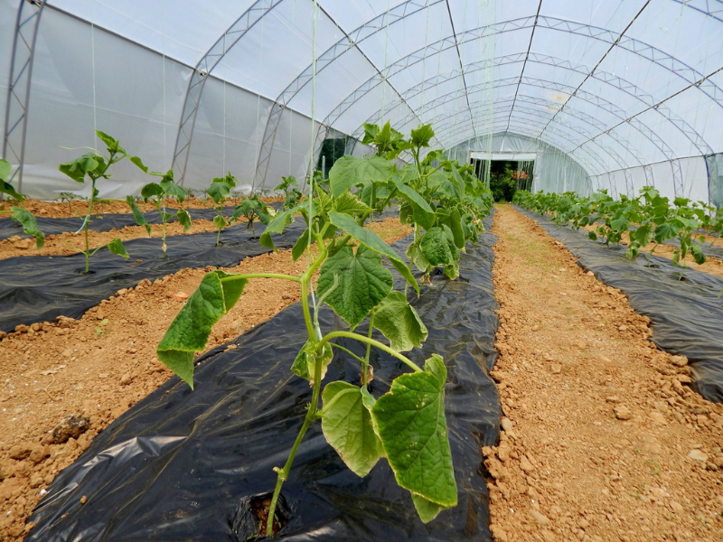 How does the Municipality of Troyan, Bulgaria, support urban organic farming?