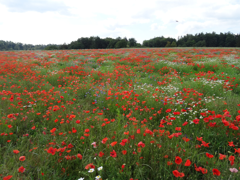 Sustainable Farming for Biodiversity Conservation