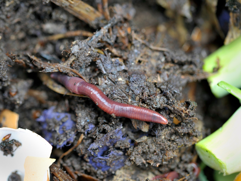 Hogyan készítsünk beltéri komposztálót?