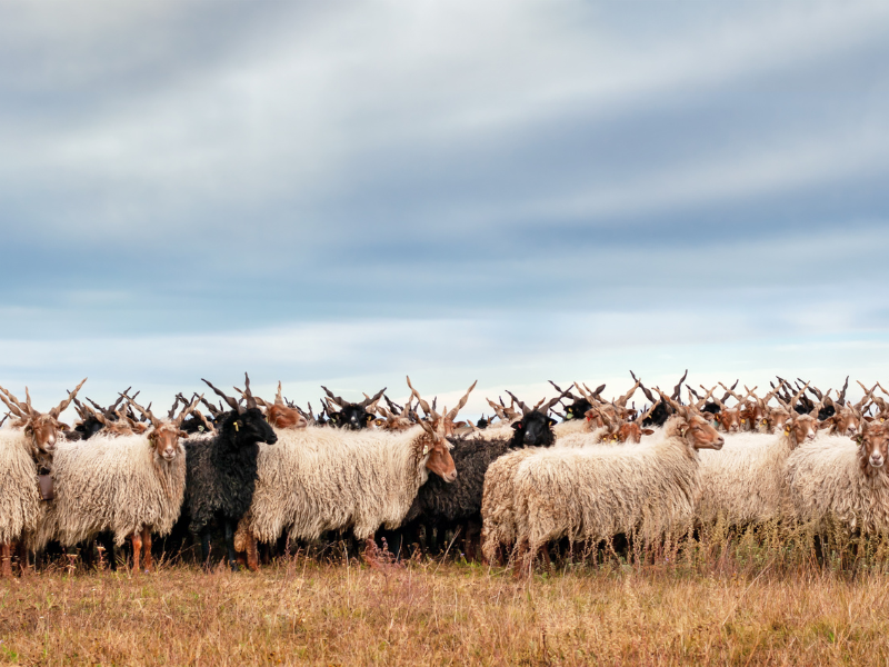 In harmony with nature - Management objectives for Natura 2000 sites