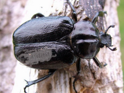 Threatened Species: Saproxylic beetles