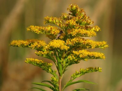 Tackling Invasive Alien Species: Be creative, go native!