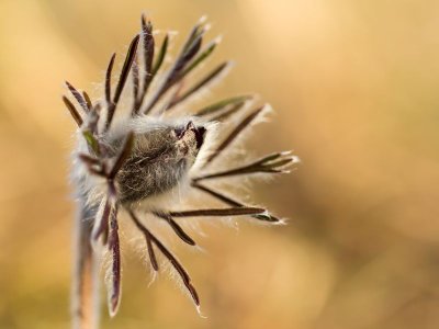 Endangered species in Europe