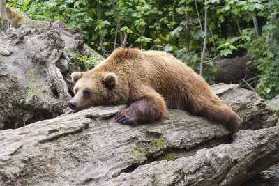 A presence to BEAR in mind
