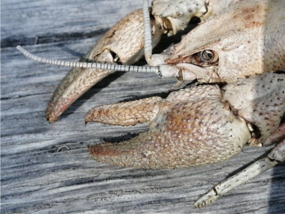 Threatened Species: the Stone Crayfish