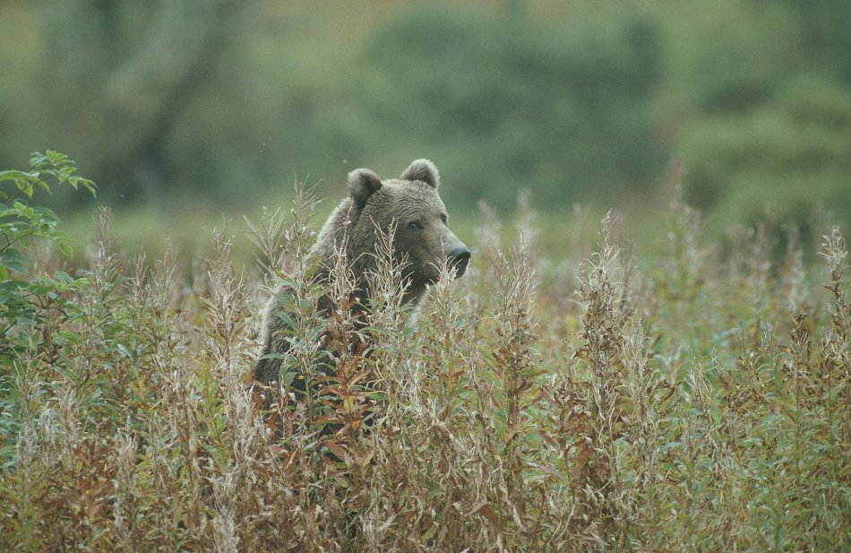 Bear your distance