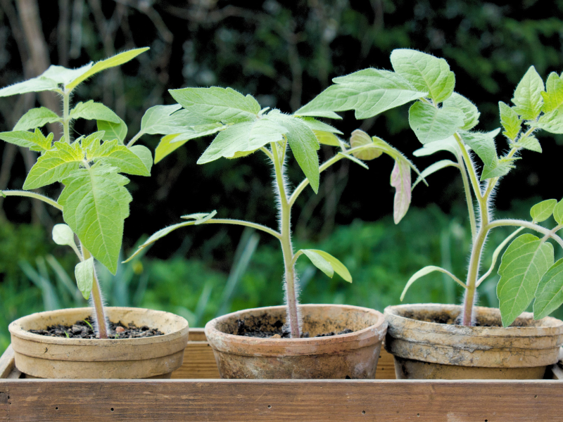 Hogyan fogjunk hozzá a palánták tűzdeléséhez és kiszoktatásához?