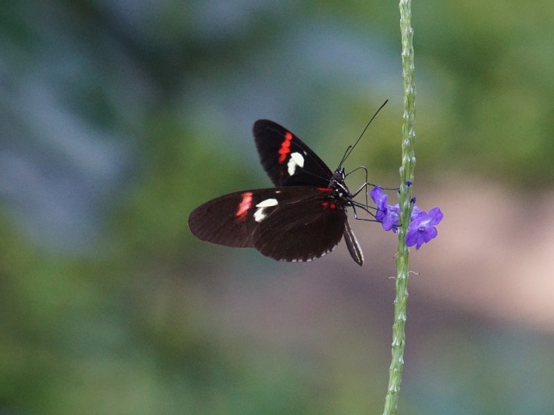 A Biodiversity Challenge