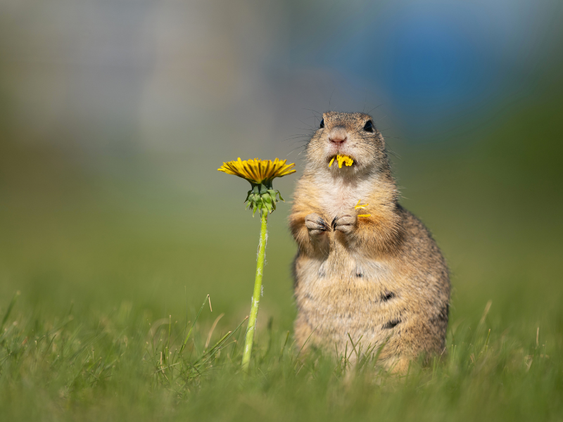 Threatened Species: The European Ground Squirrel