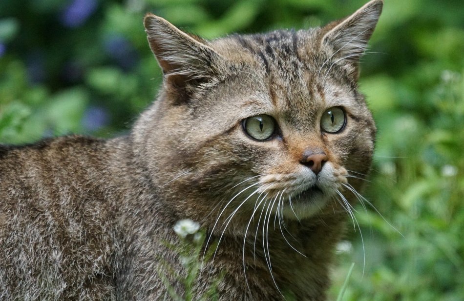 Curiosity Saved the Wildcat
