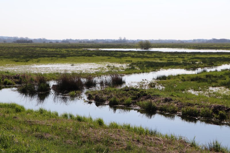 EU’s carbon removals and carbon farming certification framework: a new step to incentivize peatland rewetting