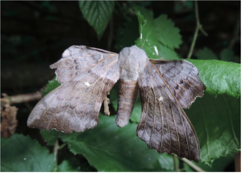 The importance of moths as pollinators