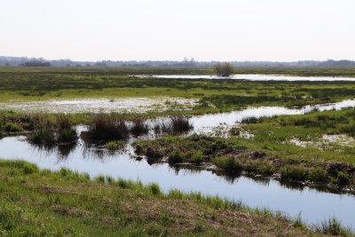 EU’s carbon removals and carbon farming certification framework: a new step to incentivize peatland rewetting