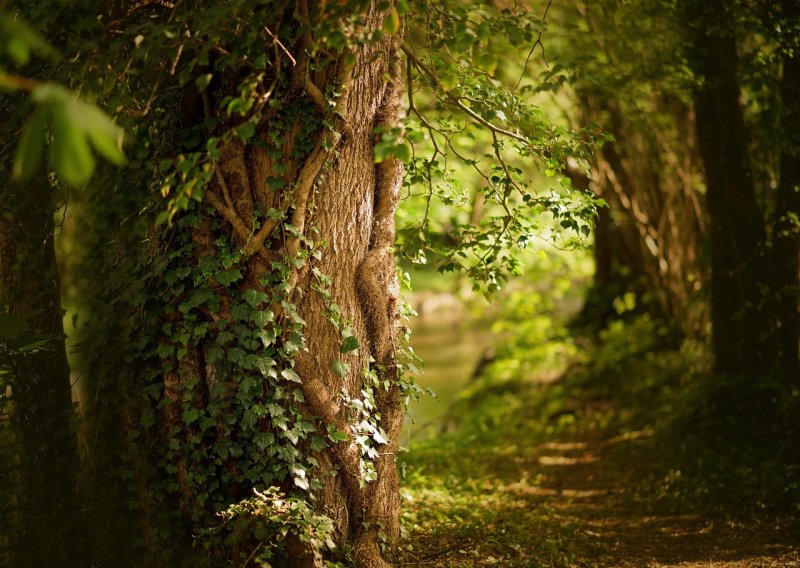 Drivers and site selection for Continuous Cover Forestry (CCF)